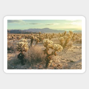 Cholla Garden Sticker